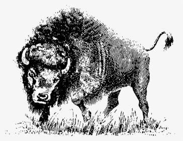 Water Buffalo Royalty-free American Bison Clip Art - Vector Black And White Buffalo, HD Png Download, Transparent PNG