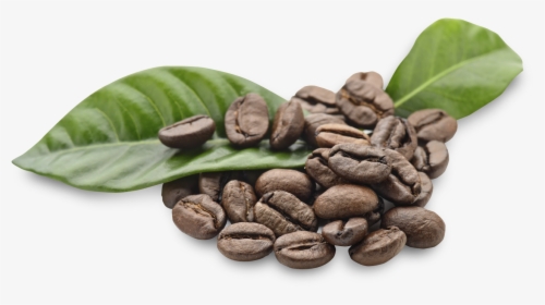 Arabica Coffee Beans Png , Png Download - Coffee Beans Png, Transparent Png, Transparent PNG