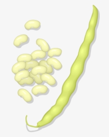 Commodity,food,lima Bean, HD Png Download, Transparent PNG