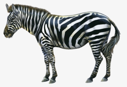 Zebra Png Image - Oracle Card A Change In The Wind, Transparent Png, Transparent PNG