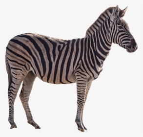 Zebra Png, Transparent Png, Transparent PNG