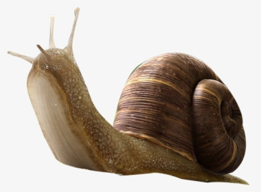 Snail Insect Orthogastropoda - Snail Png, Transparent Png, Transparent PNG