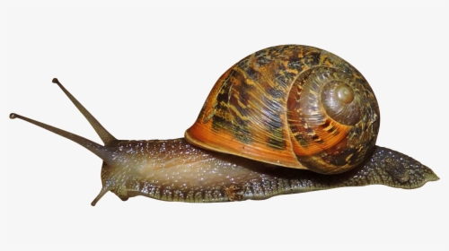 Snails Png -, Transparent Png, Transparent PNG