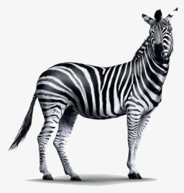 Realistic Zebra Transparent Png - Investec Zebra, Png Download, Transparent PNG