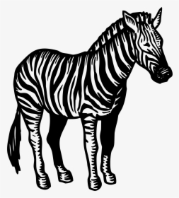 Zebra Black White Png, Transparent Png, Transparent PNG