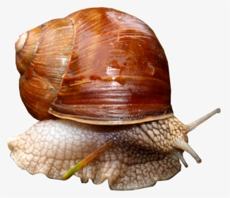 Snail Png, Transparent Png, Transparent PNG
