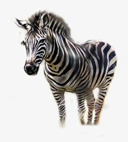 Zebra Png Download - Transparent Zebra Head, Png Download, Transparent PNG