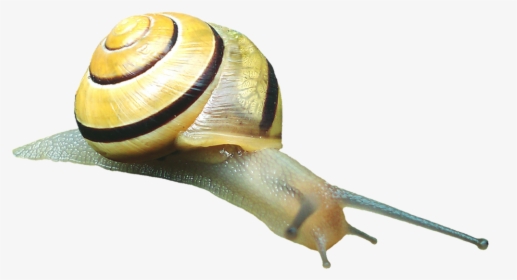 Snail Shell Snail Shell Free Picture - Gastropods, HD Png Download, Transparent PNG