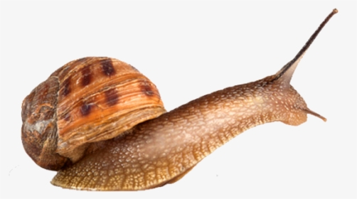 Snails Png Photo Background - Lymnaeidae, Transparent Png, Transparent PNG