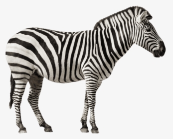 Zebra Free Desktop Background - Zebra With White Background, HD Png Download, Transparent PNG