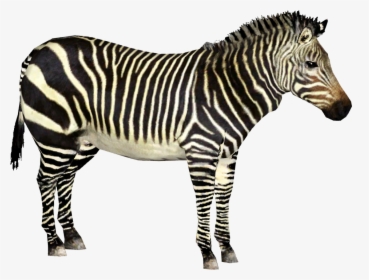Quagga - Zoo Tycoon Zebra, HD Png Download, Transparent PNG