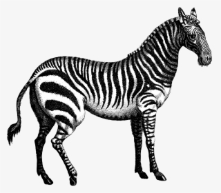 Quagga Marty Zebra - Tiger Horse Chenin Pinot Grigio, HD Png Download, Transparent PNG