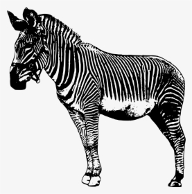 Transparent Zebra Clip Art - Drawing Zebra, HD Png Download, Transparent PNG