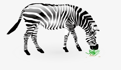 Animal, Zebra, Wild, Wildlife, Nature, Zoo, Africa - ม้าลาย Png, Transparent Png, Transparent PNG