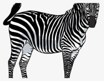 Zebra Png Transparent Images - Png Zebra, Png Download, Transparent PNG