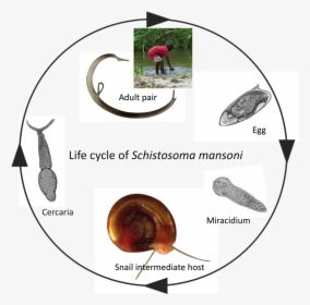 Schistosome Infections In Snails Alter Snail Physiology, HD Png Download, Transparent PNG