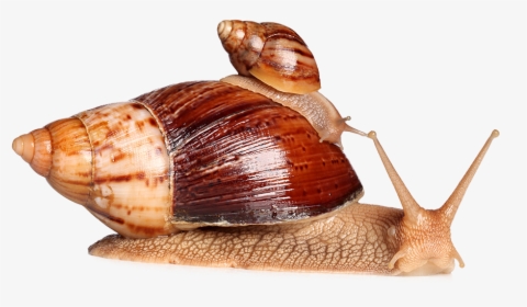 Green Cavier - Giant African Snail, HD Png Download, Transparent PNG