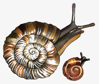 Hawaiian Land Snail Conservation - Snail, HD Png Download, Transparent PNG