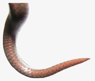 Snake Scales Png - Snake Tail Transparent Background, Png Download, Transparent PNG
