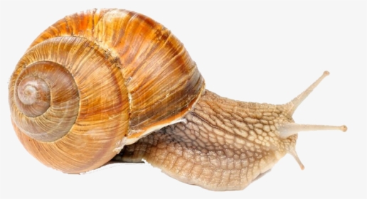 Snails Png Free Pic - Burgundy Snail On A White Background, Transparent Png, Transparent PNG