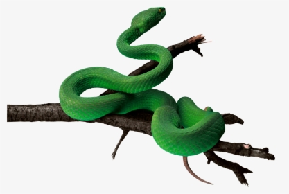 Snake Green Anaconda - Green Snake Png, Transparent Png, Transparent PNG