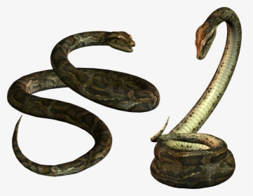 Download Snake Png Transparent Images Transparent Backgrounds - Anaconda Nicki Minaj Snake, Png Download, Transparent PNG