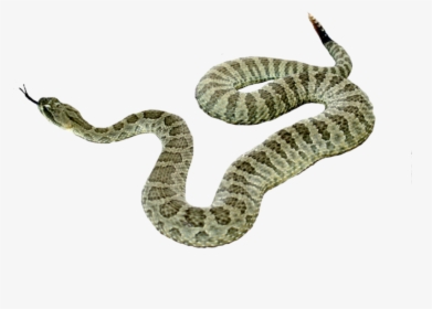 Snake Png Picture Png Download - Snake No Back Ground, Transparent Png, Transparent PNG