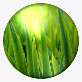 Bulbasaur, Grass Poison - Green Grass, HD Png Download, Transparent PNG