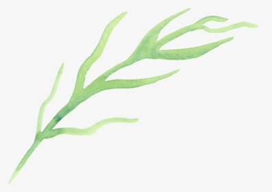 Drawn Seaweed Transparent - Seaweed, HD Png Download, Transparent PNG