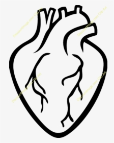 Transparent Realistic Heart Clipart - Real Heart Shape Outline, HD Png Download, Transparent PNG