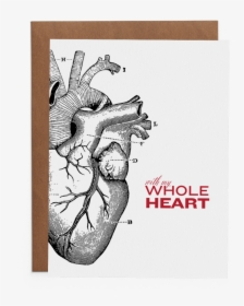 With My Whole Heart - Anatomical Heart Medical Illustration, HD Png Download, Transparent PNG