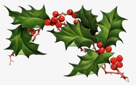 Christmas Holly Border Free Clipart Free Clip Art Images - Christmas Holly Clipart Free, HD Png Download, Transparent PNG