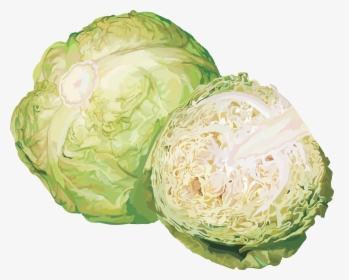 Cabbage Png Image - Cabbage Png, Transparent Png, Transparent PNG