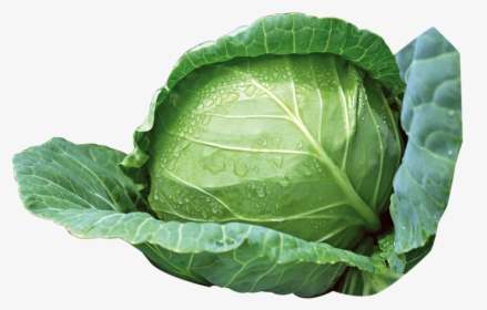 Green Cabbage Png Download - Cabbage Png, Transparent Png, Transparent PNG