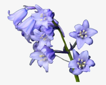 Bluebell Flowers, HD Png Download, Transparent PNG