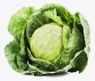 Cabbage Transparent Image, HD Png Download, Transparent PNG