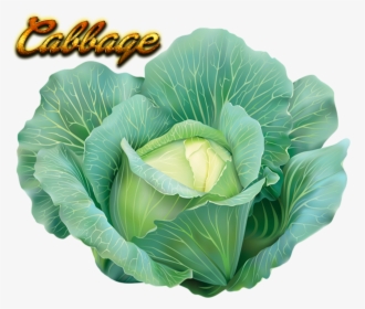Cabbage Png Pic - Cabbage, Transparent Png, Transparent PNG