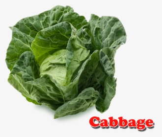 Cabbage Png - Cabbage Vegetable Image With Name, Transparent Png, Transparent PNG