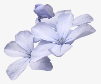 Wild Flowers Blue Wild Flower Free Picture - Small Blue Flower Png, Transparent Png, Transparent PNG
