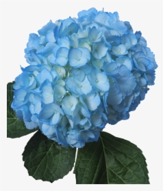 Light Blue Flowers Png - Light Blue Flower Png, Transparent Png, Transparent PNG