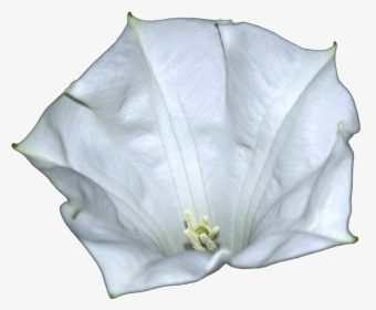 Datura-metel Flower - Datura Png, Transparent Png, Transparent PNG