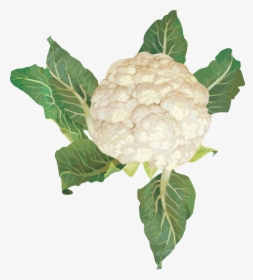 Cauliflower Png Image - Cauliflower Plant Png, Transparent Png, Transparent PNG