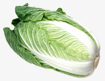Napa Cabbage Png - Foreign Vegetable, Transparent Png, Transparent PNG