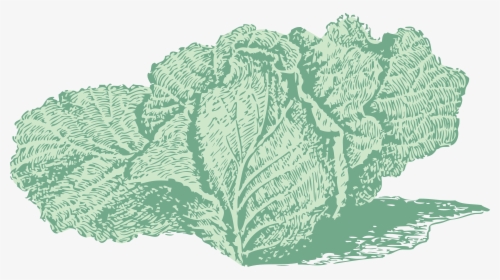 Jersey Cabbage Clip Arts, HD Png Download, Transparent PNG