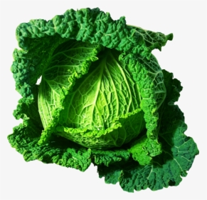 Kale,savoy Cabbage,food - Clipart Cabbages, HD Png Download, Transparent PNG
