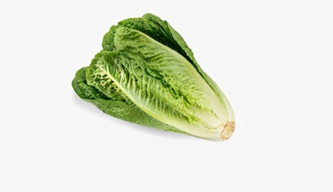 Cabbage - Lettuce Romaine, HD Png Download, Transparent PNG