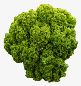 Kale, Brown Cabbage, Krauskohl, Kohl, Ruffled - Curly Kale Transparent Background, HD Png Download, Transparent PNG