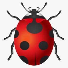 Ladybug Png Clip Art, Transparent Png, Transparent PNG