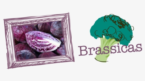 Brassicas-2 - Broccoli, HD Png Download, Transparent PNG