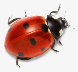 Real Ladybug Transparent Background, HD Png Download, Transparent PNG